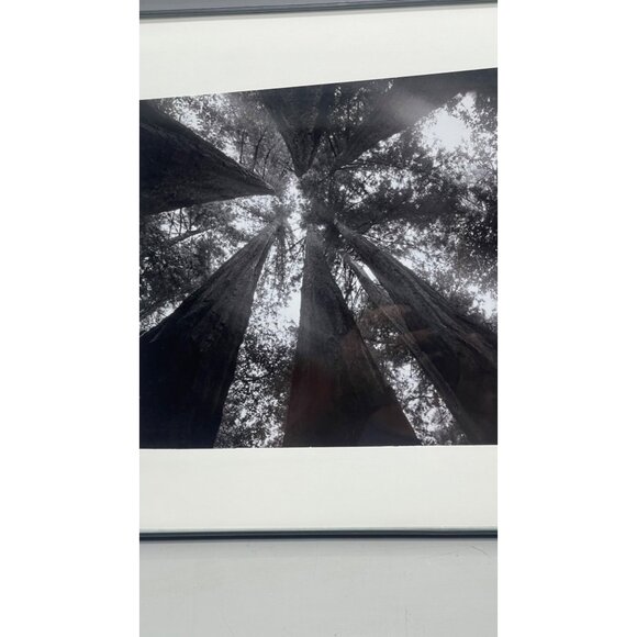 Black & White Forest Canopy Photography In Modern Black Frame 14x11" READ - Picture 2 of 8